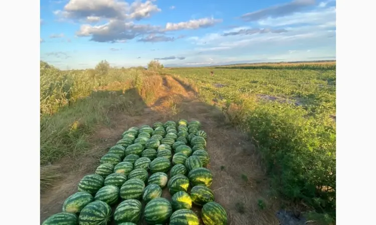 Продам Кавун Талісман - фото № 3