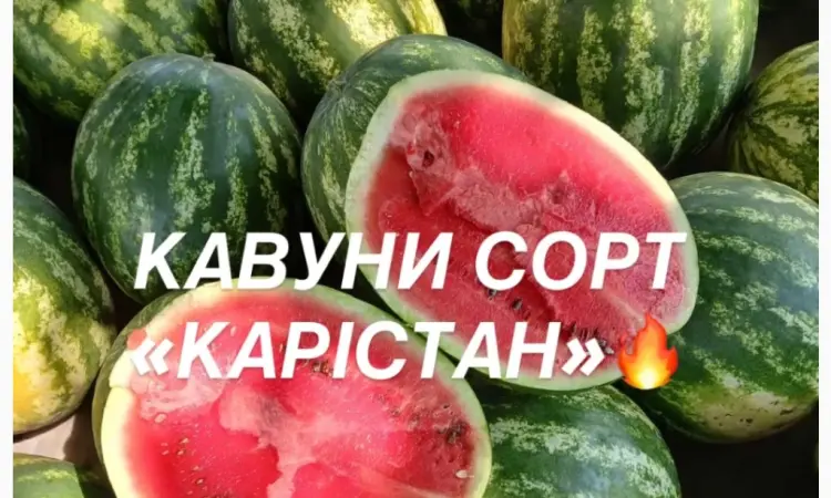 Солодкі та соковиті кавуни сорту «КАРІСТАН» - прямо з городу - фото № 1