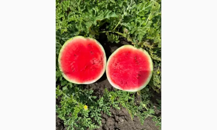 Продам кавун - фото № 1
