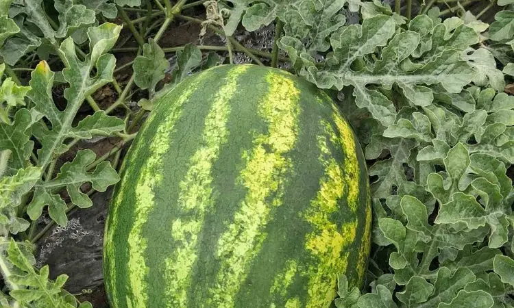Продам кавун Нун - фото № 1