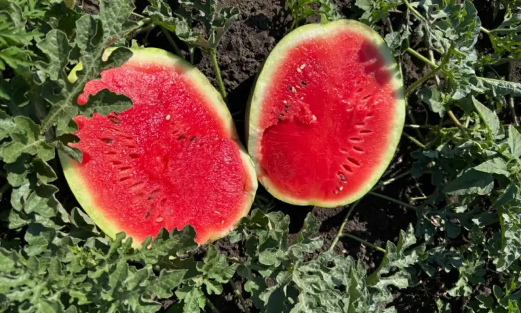 Продам кавун - фото № 1