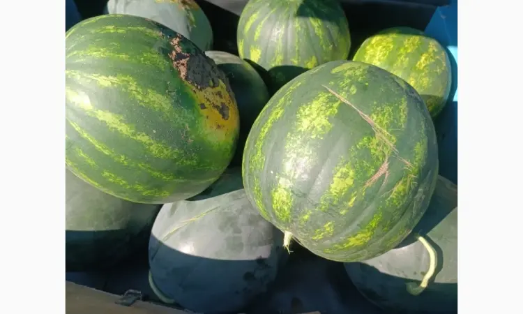Продам кавун топган - фото № 4