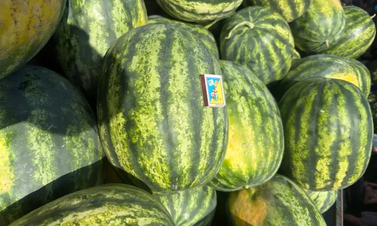 Продам кавун - фото № 1
