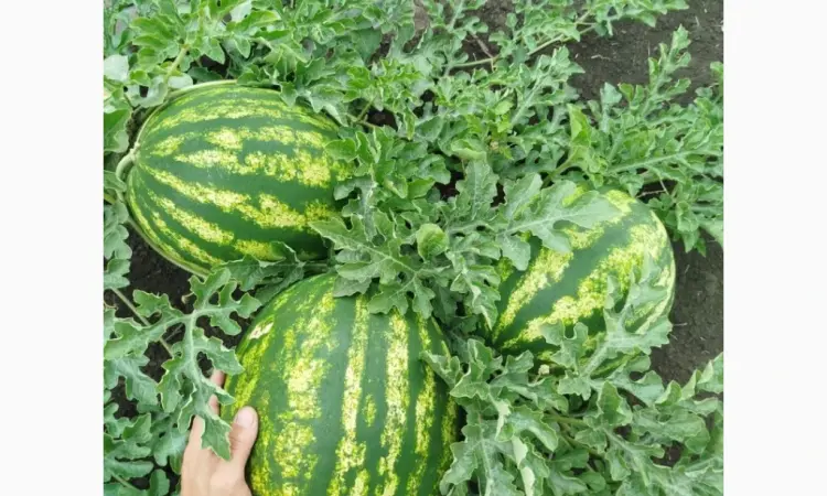 Продам кавун - фото № 1
