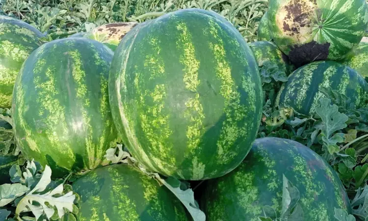 Продам сладкий арбуз Талисман Макарена Гринджар - фото № 4