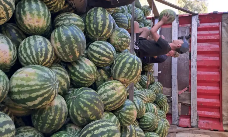 Продам кавун - фото № 1