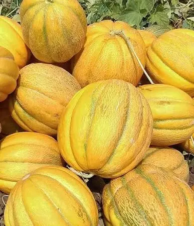 Куплю Диню з поля - фото № 1