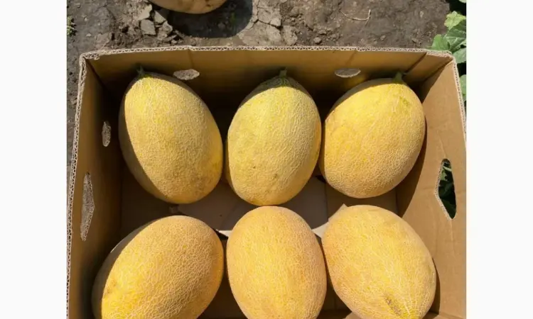 Продам диню мазін - фото № 1