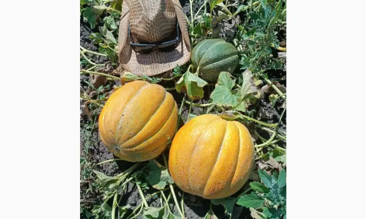 Продам диню Ефіопку - фото № 1