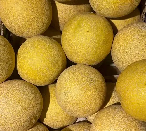 Продам диню оптом - фото № 1
