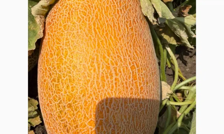Продам дыню Мазим - фото № 1