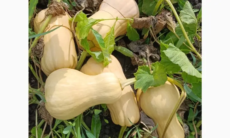 Продам гарбуз сорт Матільда - фото № 4