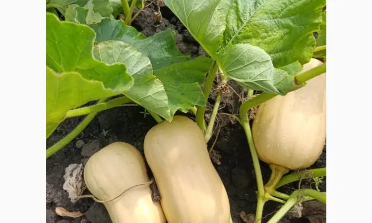 Продам гарбуз сорт Матільда - фото № 5