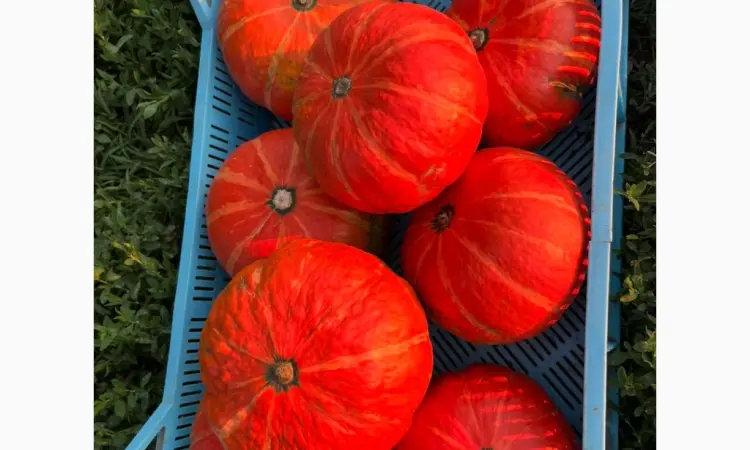 Продам хоккайдо - фото № 1