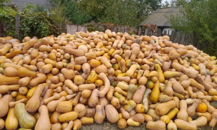 Продам кашові гарбузи - фото № 1