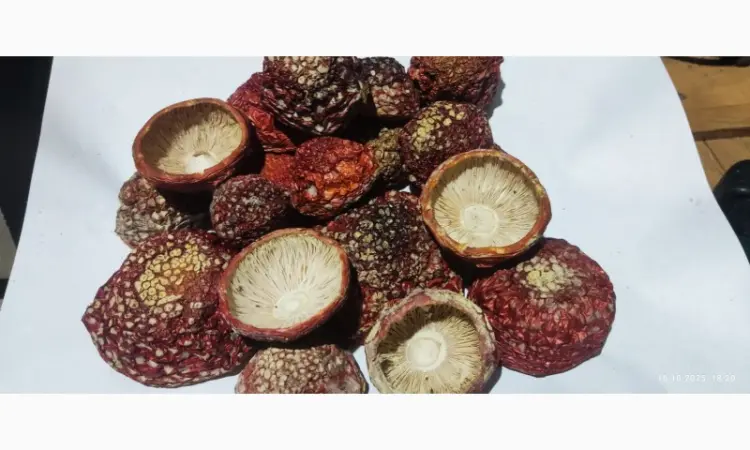 Мухомор нерозкриті капелюшки 26 року - фото № 1