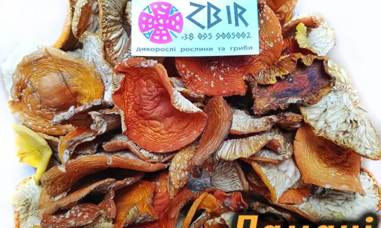 Мухомор ЧЕРВОНИЙ (Amanita Muscaria) - фото № 9