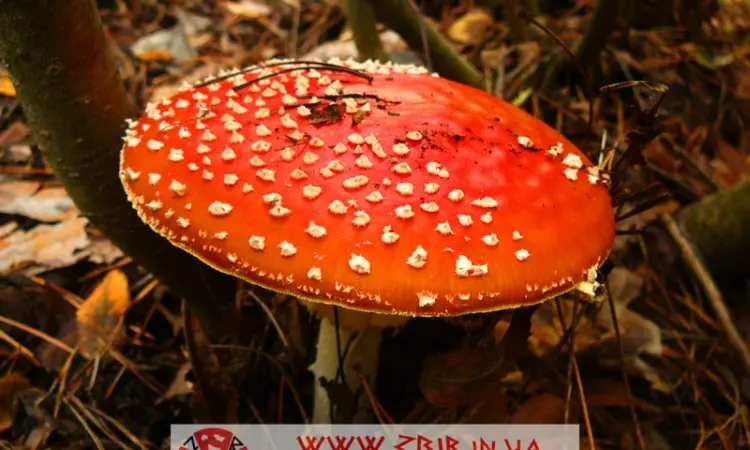 Мухомор ЧЕРВОНИЙ (Amanita Muscaria) - фото № 3