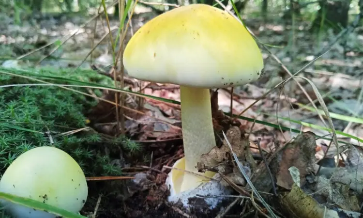 Бліда поганка (Amanita phalloides) - фото № 1