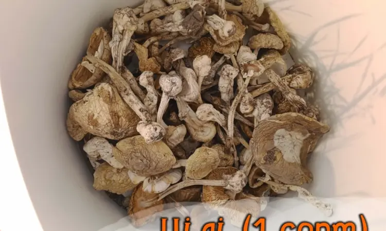 Бліда поганка (Amanita phalloides) - фото № 2