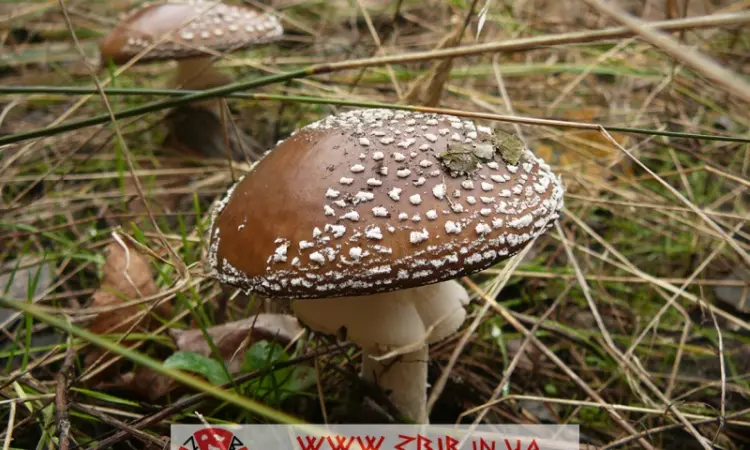 Мухомор ПАНТЕРНИЙ (Amanita Pantherina) - фото № 2