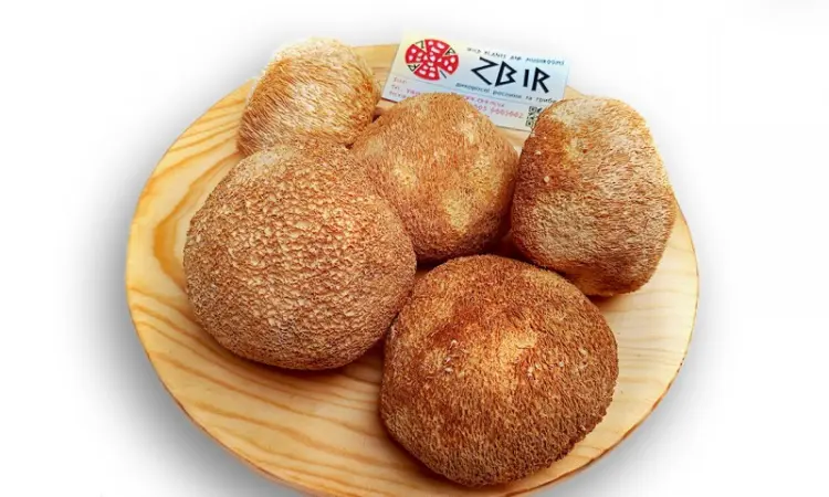 Їжовик Гребінчастий (Hericium erinaceus) - фото № 1