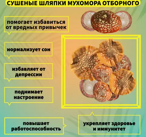 Мухомор Красный Сушеный - фото № 4