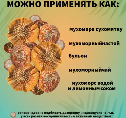 Мухомор Красный Сушеный - фото № 5