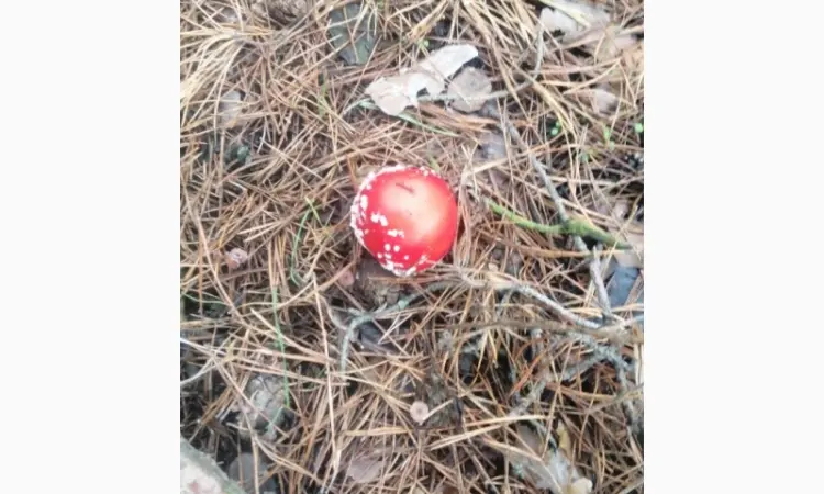 Мухомор красный (Amanita Muscaria) - фото № 2