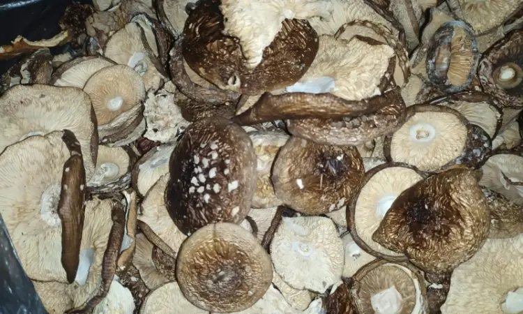Мухомор червоний (Amanita muscaria) відмінна якість - фото № 6