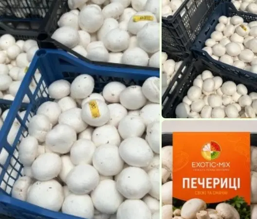 Продам ШАМПІНЬОНИ(печериці) від виробника(Київська область) - фото № 1