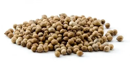 Продам посівмат коріандру "ПУЕБЛО" І репродукція - фото № 1