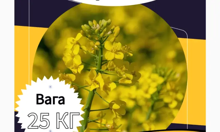 Насіння Гірчиці. Семена Горчицы. Сидерати. Насіння Гірчиці Біла - фото № 1