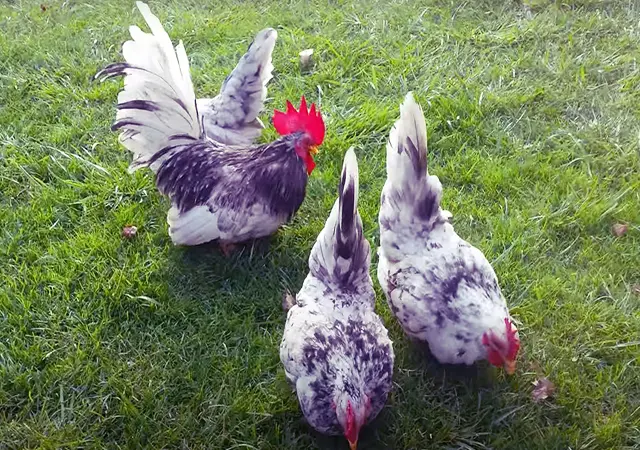Яйце інкубаційне.Курчата - фото № 6