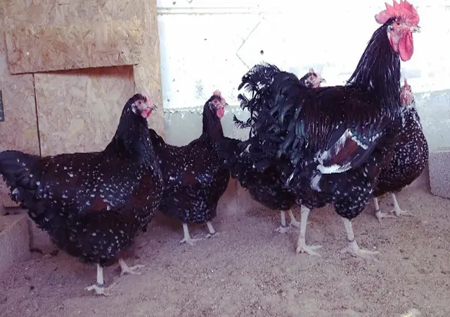 Інкубаційне яйце.(Курчата) Суссекс - палева-колумбія - фото № 5