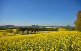 Купимо ріпак - фото № 1