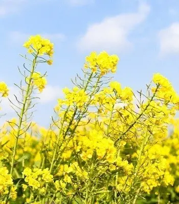 Ріпак СРТ Запоріжжя - фото № 1