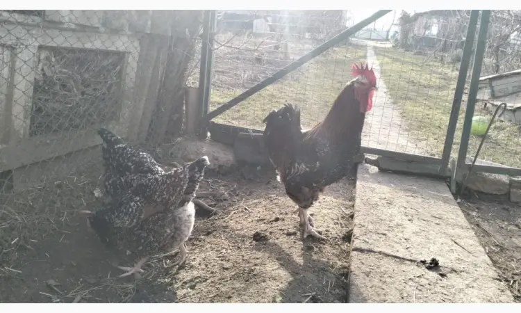 Продам інкубаційне яйце лівенської ситцевої - фото № 2