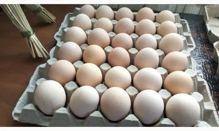 Продам інкубаційне яйце лівенської ситцевої - фото № 3