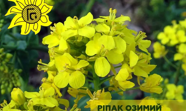 Насіння озимого ріпаку Чорний Велетень від виробника - фото № 1