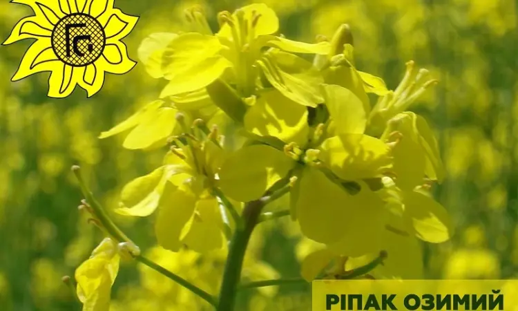 Насіння ріпаку озимого Атлант від виробника - фото № 1