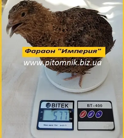 Інкубаційні яйця перепела Фараон Імперський - фото № 2