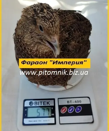 Інкубаційні яйця перепела Фараон Імперський - фото № 3