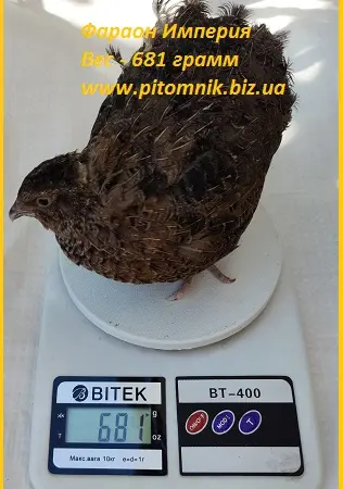 Яйца инкубационные перепела Фараон Имперский ("Империя") - фото № 1