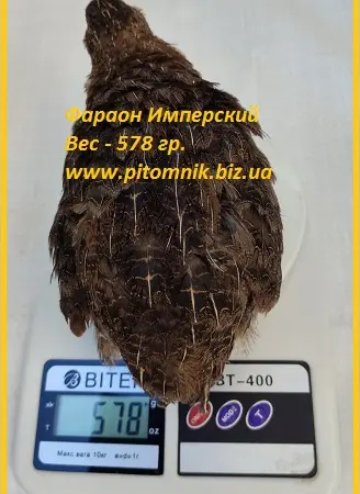 Яйца инкубационные перепела Фараон Имперский ("Империя") - фото № 2