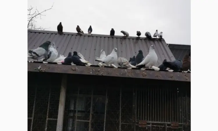 Продам миколаївських голубів - фото № 1