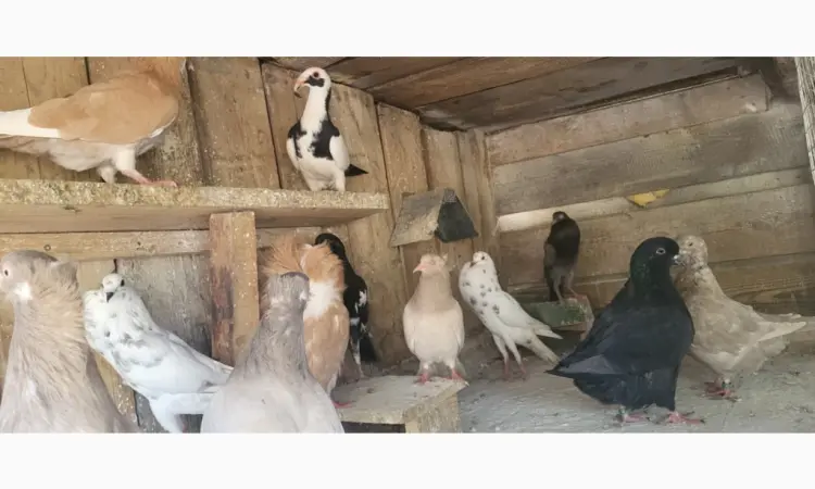 Голуб Нюрнбергський багдет - фото № 2