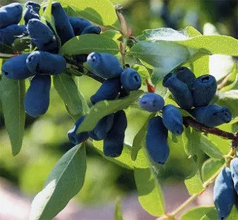 Продам саджанці жимолості сорт Каріна (контейнер 0.5 л) - фото № 1