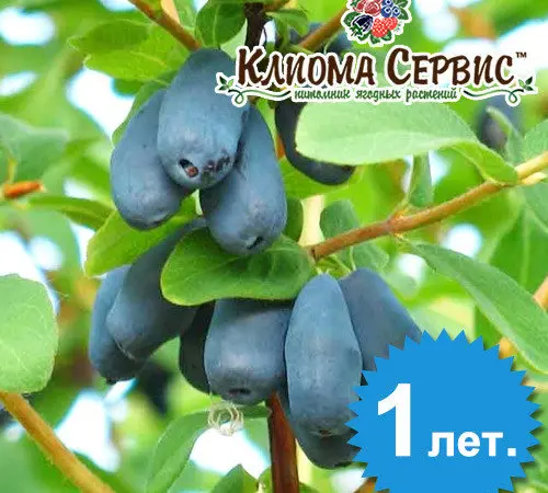 Продам саджанці жимолості сорт Каріна (контейнер 0.5 л) - фото № 2