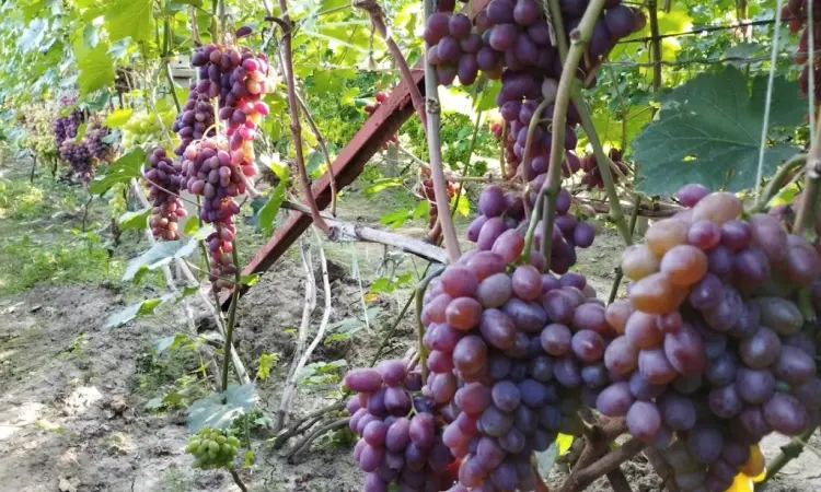 Продам Саджанці Столових та винних сортів винограду - фото № 2